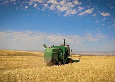 ۸۰ میلیارد تومان مطالبات کشاورزان گندم‌کار استان بوشهر پرداخت شد