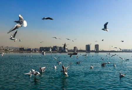 آیا خشکسالی بر مهاجرت ‌پرندگان به استان تهران تاثیر خواهد گذاشت؟