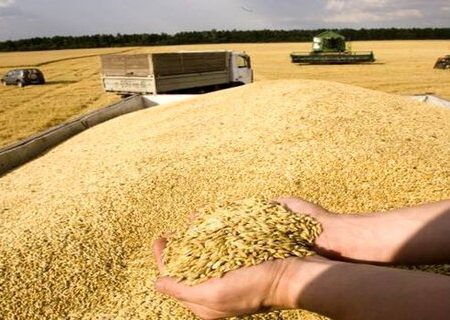 خرید تضمینی گندم در خراسان شمالی از مرز ۱۰ هزار تن گذشت