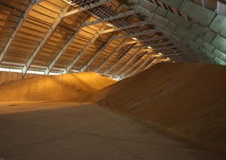 تولید گندم در استان بوشهر کاهش یافت