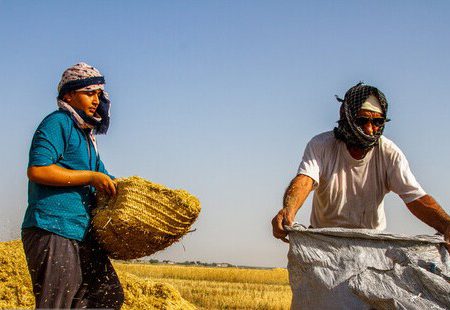 باران‌های اخیر دردی از گندم‌زارهای بوشهر دوا نمی‌کند