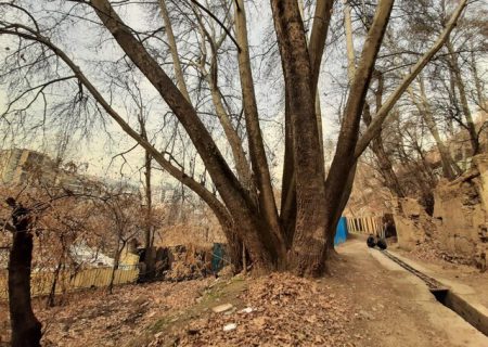 گلایه از شهرداری برای عدم پلاک کوبی درختان کهنسال پایتخت
